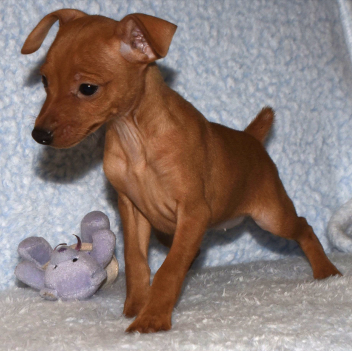 comprar cachorros sanos, baratos y asequibles para la venta